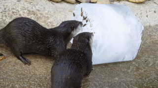 Illustration for article titled Adorable Photos of Zoo Animals Eating Popsicles During Heatwave